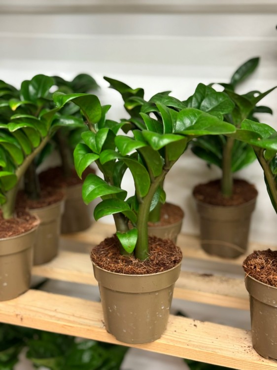 zamiokulkas zamiolistny zamioculcas zamiifolia 'Zenzi' (5).jpg