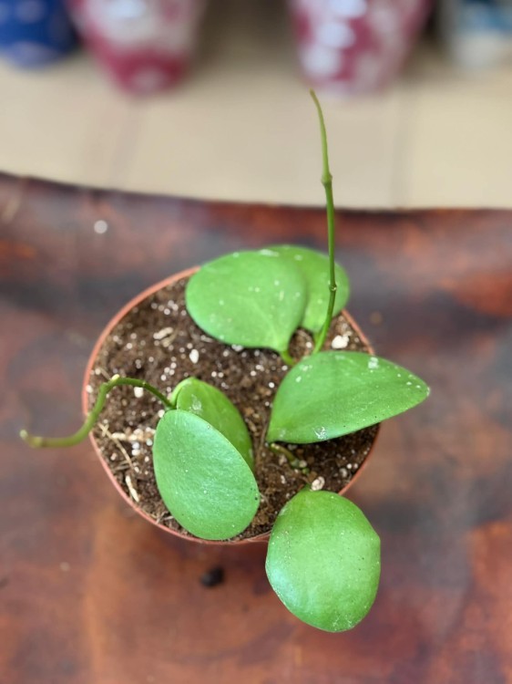 Hoya Kastbergii (2).jpg