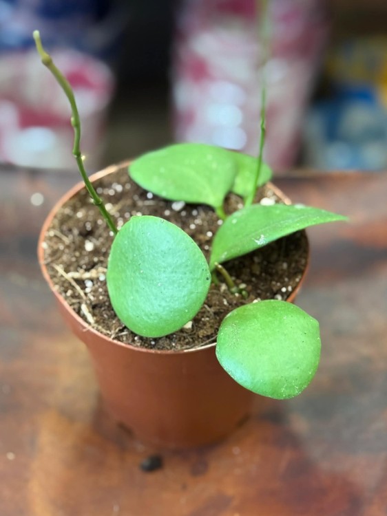 Hoya Kastbergii (1).jpg