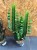 euphorbia trigona zielony  (1).jpg