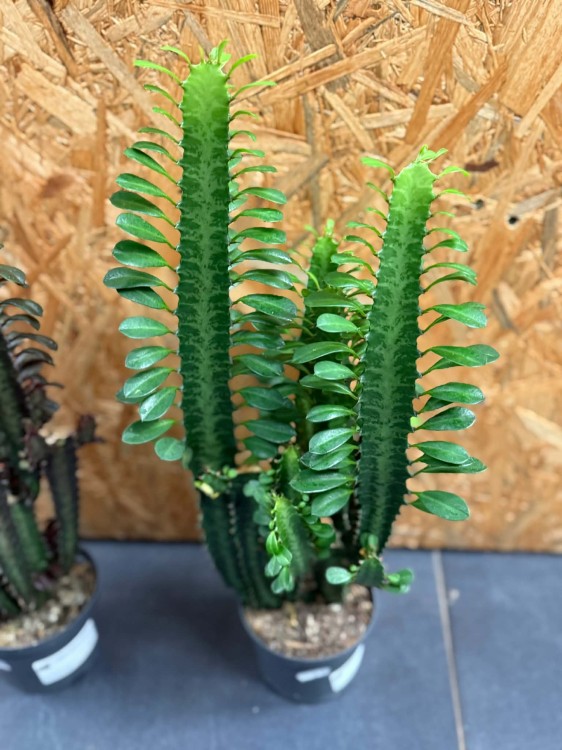 euphorbia trigona zielony  (1).jpg