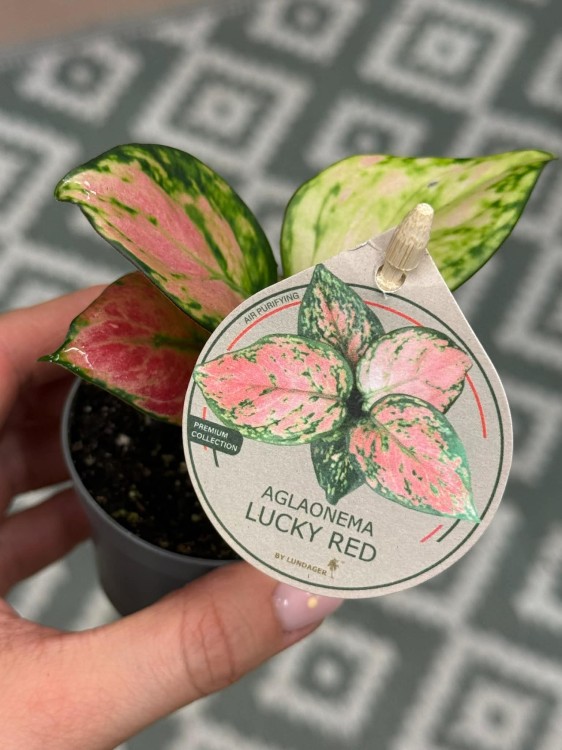 Aglaonema Lucky Red  DØ6cm  (2).jpg