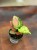 Aglaonema Lucky Red  DØ6cm  (3).jpg
