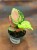 Aglaonema Lucky Red  DØ6cm  (1).jpg