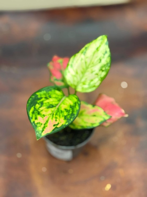Aglaonema Red Zirkon 6cm - 22zł (2).jpg