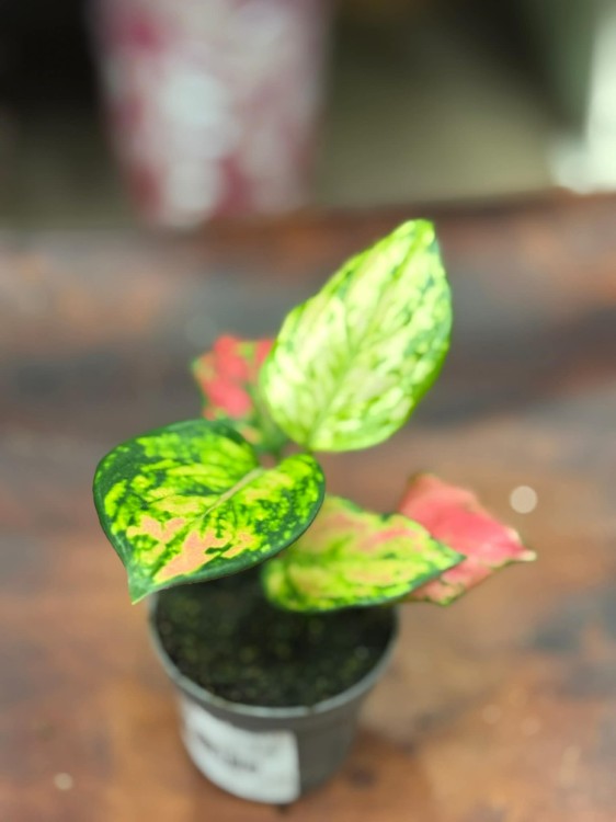 Aglaonema Red Zirkon 6cm - 22zł (3).jpg