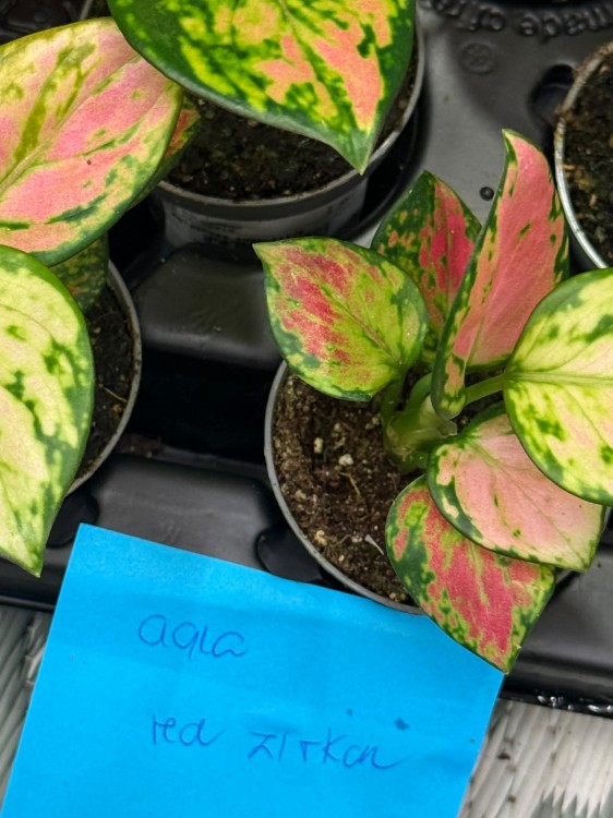 Aglaonema Red Zirkon 6cm - 22zł (1).jpg