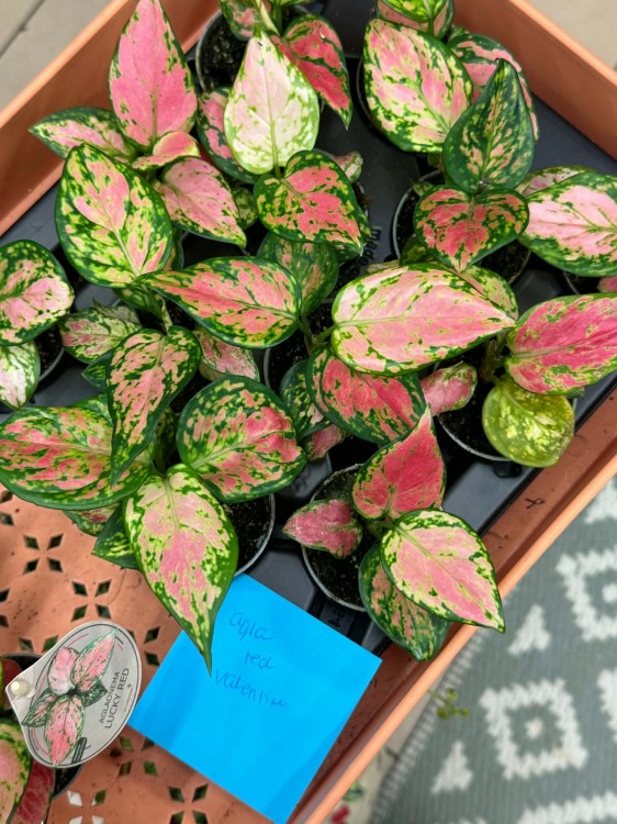 Aglaonema Red Valentine 6cm - 22zł (2).jpg