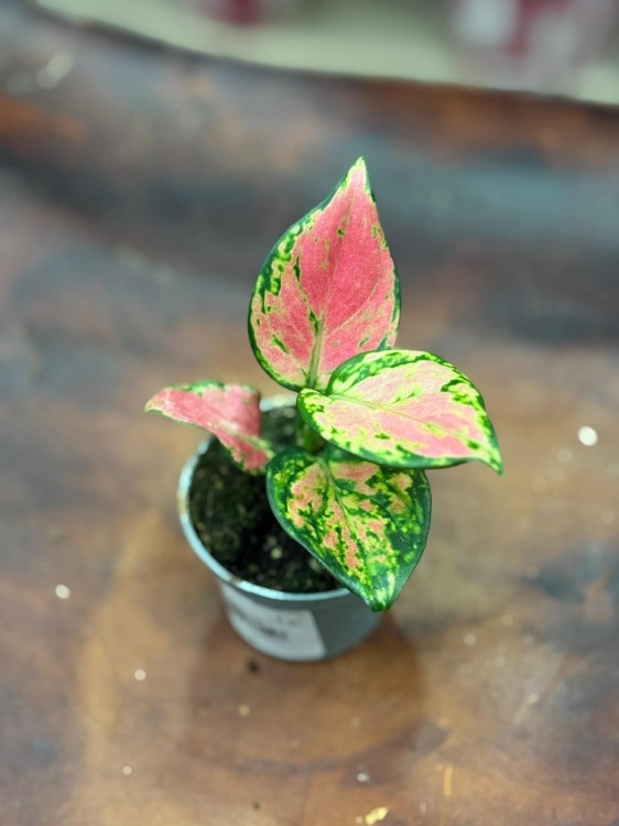 Aglaonema Red Valentine 6cm - 22zł (3).jpg