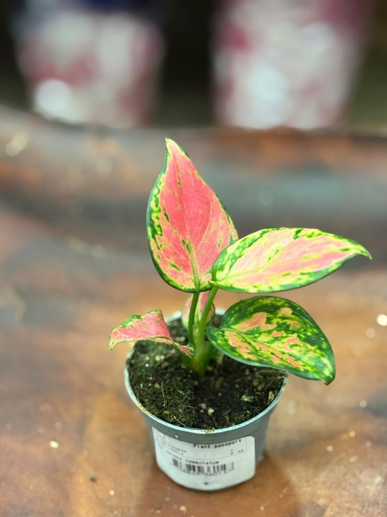 Aglaonema Red Valentine 6cm - 22zł (4).jpg