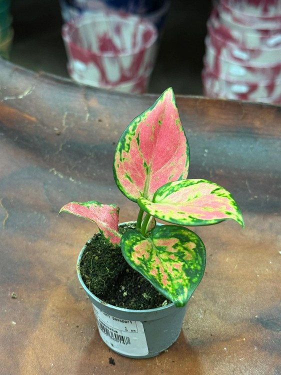 Aglaonema Red Valentine 6cm - 22zł (5).jpg