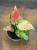 Aglaonema Red Valentine 6cm - 22zł (1).jpg