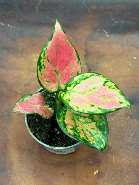 Aglaonema Red Valentine 6cm - 22zł (1).jpg