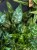 aglaonema Maria.jpg