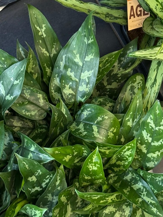 aglaonema Maria.jpg