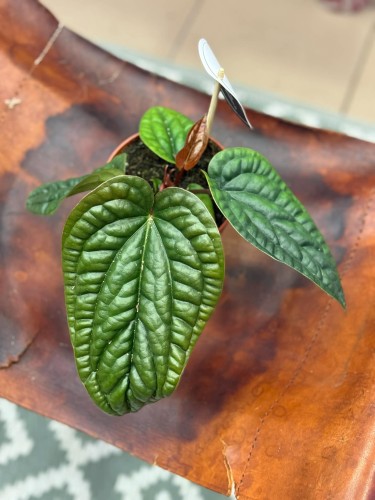 Anthurium radicans x luxurians DØ 12cm (2).jpg