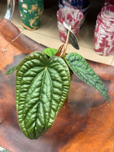 Anthurium radicans x luxurians DØ 12cm (1).jpg