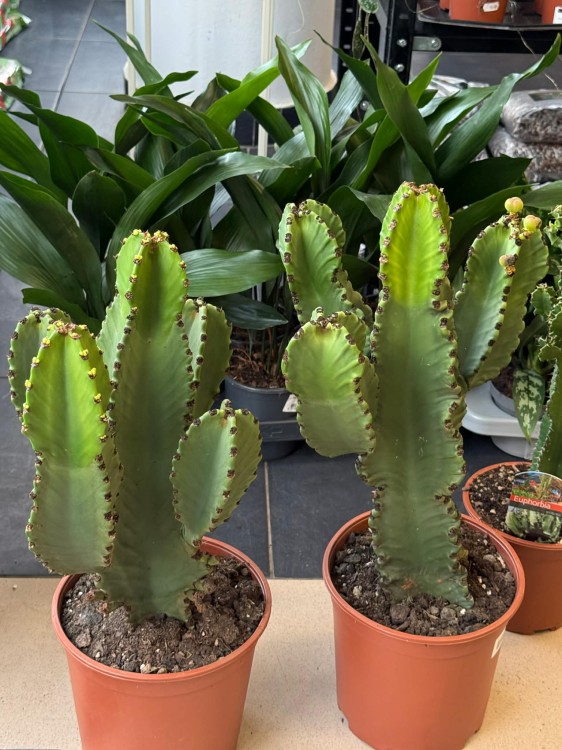 euphorbia ingens GRUBAS (2).jpg