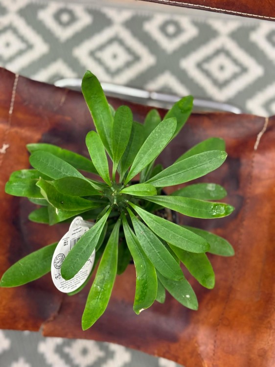 Euphorbia nerifolia (2).jpg