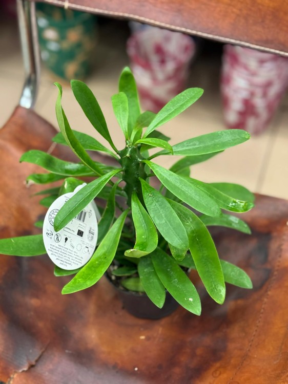 Euphorbia nerifolia (4).jpg