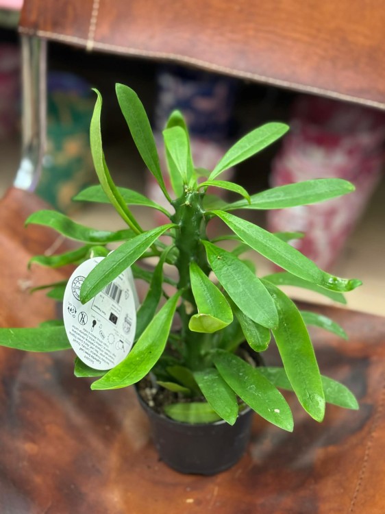 Euphorbia nerifolia (1).jpg