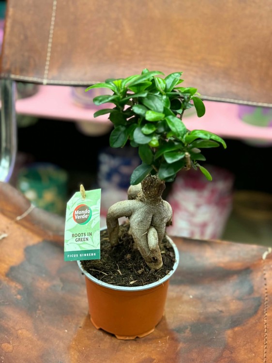 Ficus micr. Ginseng (2).jpg