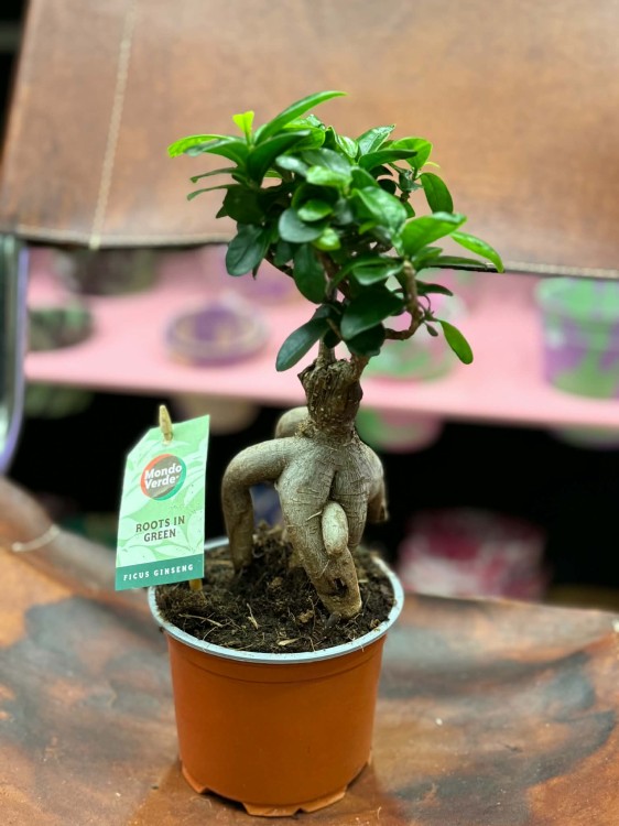 Ficus micr. Ginseng (3).jpg