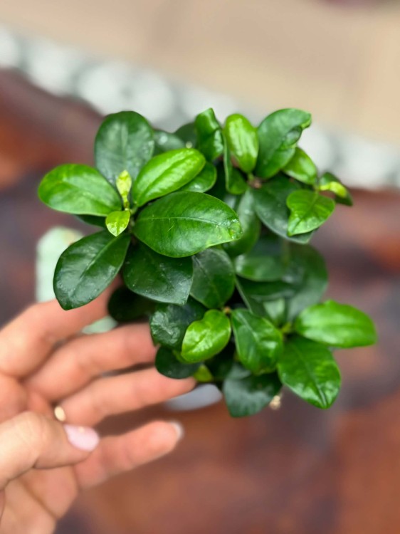 Ficus micr. Ginseng (1).jpg