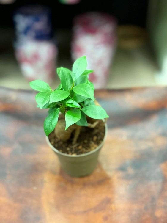 Fikus Ficus microcarpa 'Ginseng' fikus tępy drzewko b (2).jpg
