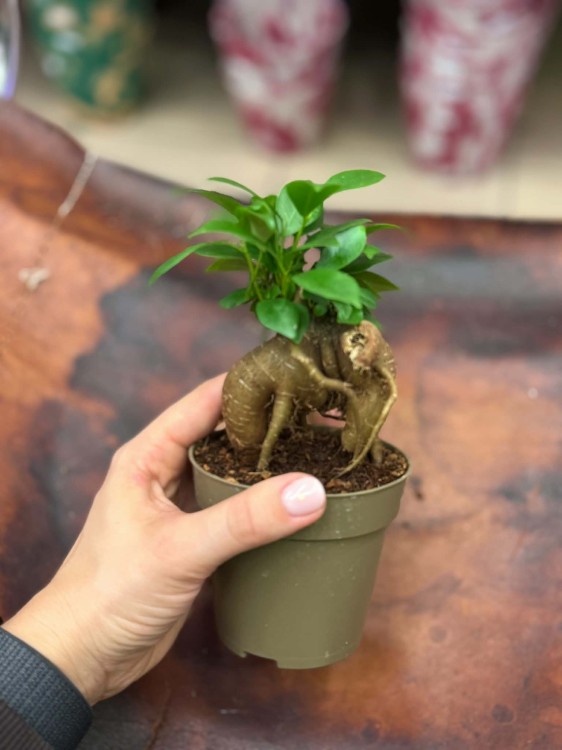 Fikus Ficus microcarpa 'Ginseng' fikus tępy drzewko b (4).jpg