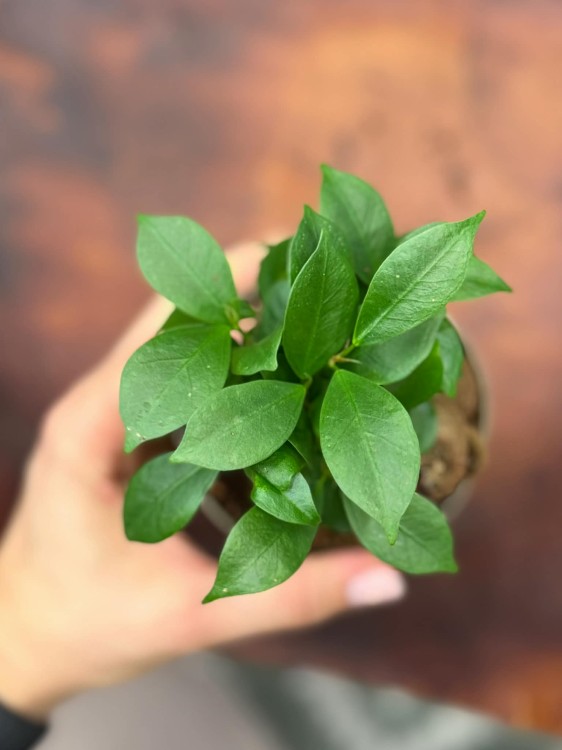 Fikus Ficus microcarpa 'Ginseng' fikus tępy drzewko b (1).jpg