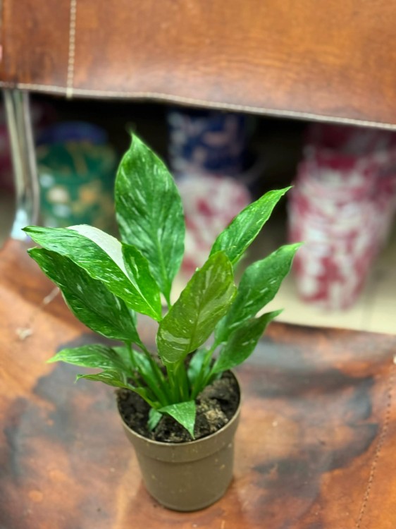 skrzydłokwiat variegata spathiphyllum diamond (12).jpg