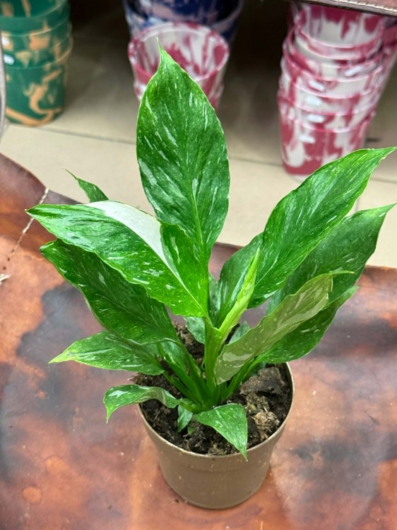 skrzydłokwiat variegata spathiphyllum diamond (13).jpg