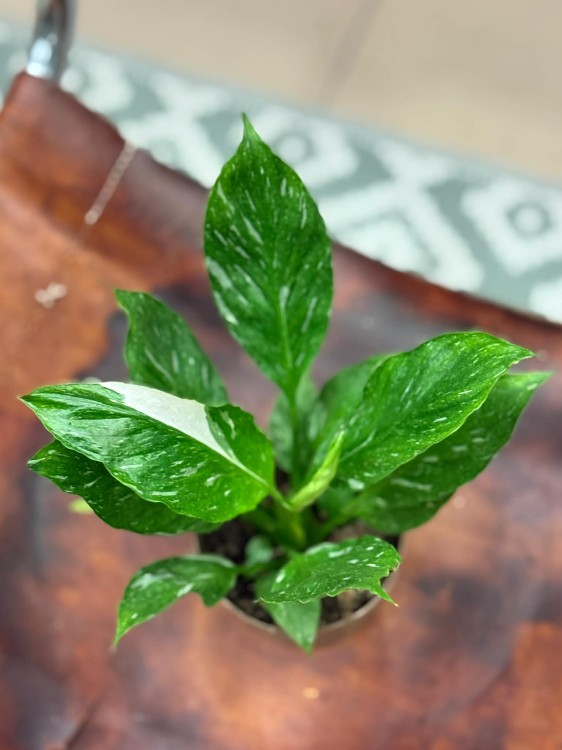 skrzydłokwiat variegata spathiphyllum diamond (11).jpg