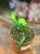 Hoja multiflora  hoya multiflora  hoja strzelista (shooting star hoya (1).jpg