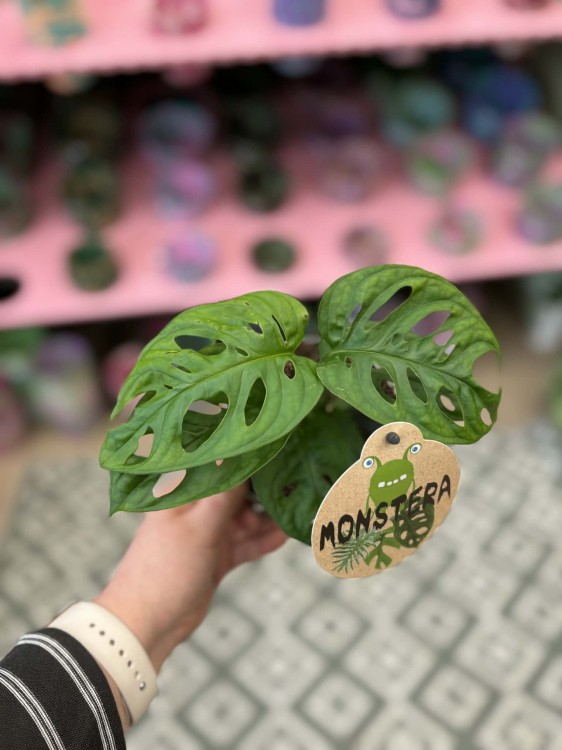 monstera monkey mask MAŁPKA (1).jpg