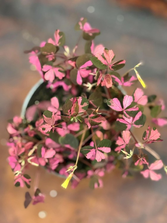 szczawik rózowy Oxalis vulcanicola (variegata)  Szczawik  (7).jpg