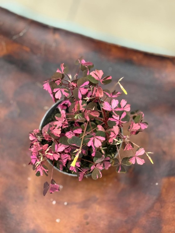 szczawik rózowy Oxalis vulcanicola (variegata)  Szczawik  (8).jpg