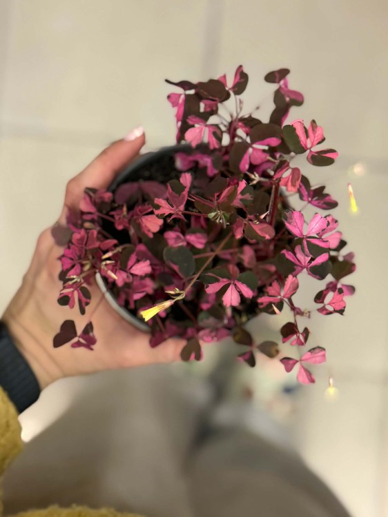 szczawik rózowy Oxalis vulcanicola (variegata)  Szczawik  (6).jpg