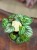 peperomia argyreia watermelon  DØ12cm (2).jpg