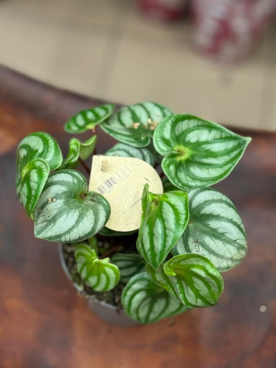 peperomia argyreia watermelon  DØ12cm (2).jpg