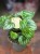 peperomia argyreia watermelon  DØ12cm (3).jpg