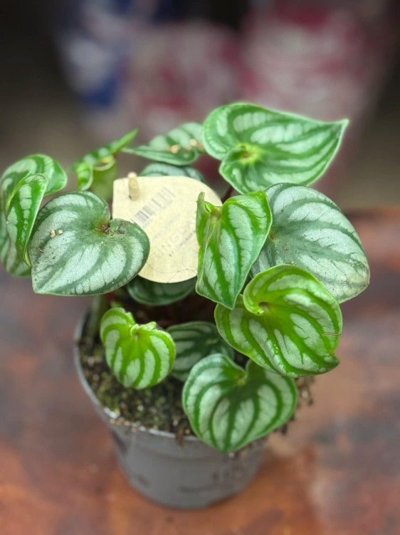peperomia argyreia watermelon  DØ12cm (3).jpg