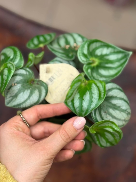 peperomia argyreia watermelon  DØ12cm (4).jpg
