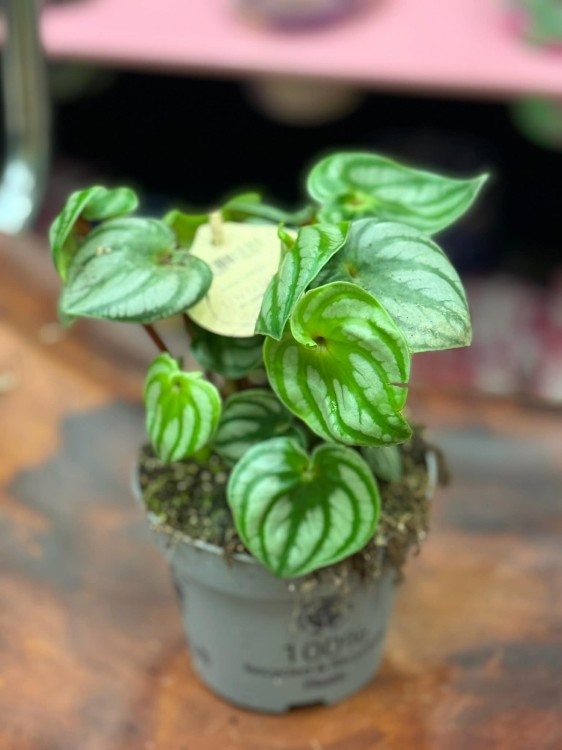 peperomia argyreia watermelon  DØ12cm (1).jpg