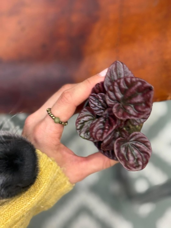 Peperomia  peperomia Red Luna  peperomia czerwona  (2).jpg