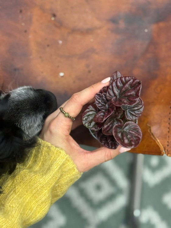 Peperomia  peperomia Red Luna  peperomia czerwona  (3).jpg