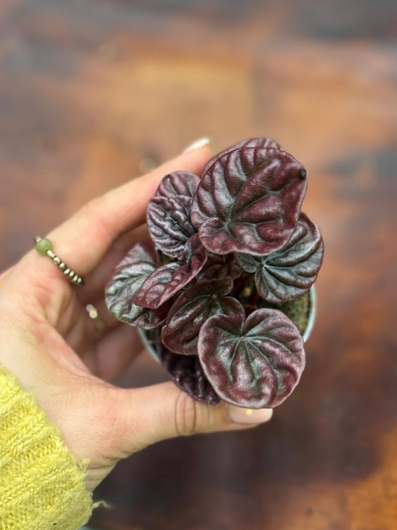 Peperomia  peperomia Red Luna  peperomia czerwona  (4).jpg
