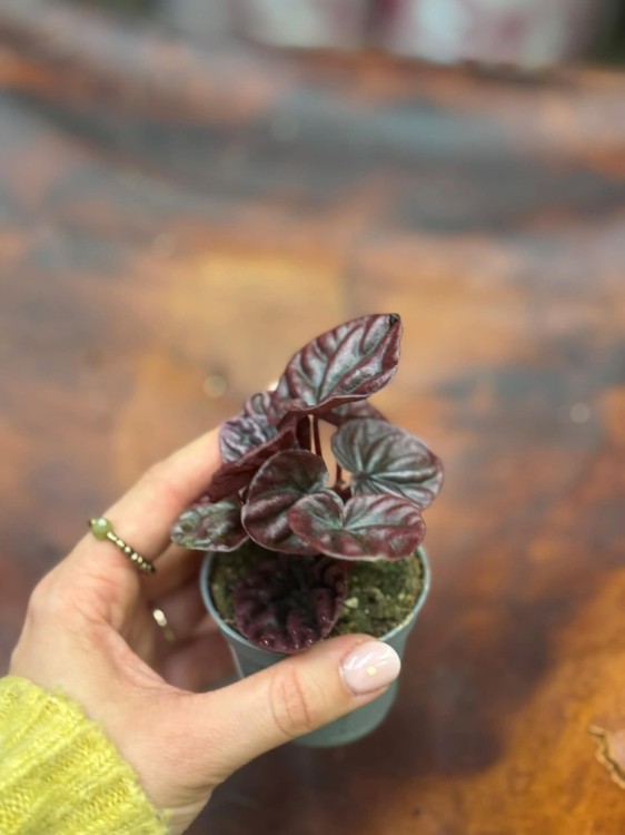 Peperomia  peperomia Red Luna  peperomia czerwona  (1).jpg