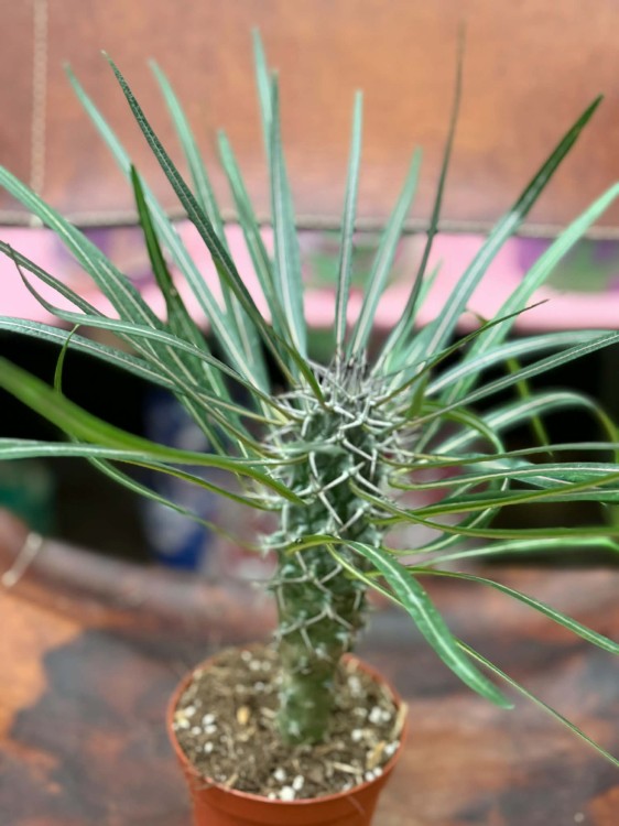 Palma Madagaskaru  (2).jpg